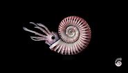 Ammonite - Cephalopodia - Index Fossil