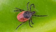 9 Types of Ticks Found In Tennessee! (ID GUIDE)