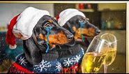 Christmas Lockdown! Cute & funny dachshund dog video!