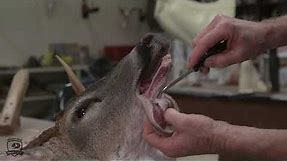 How To Correctly Cape A Deer Head For Taxidermy
