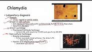 Sexually transmitted diseases STD in women and men syphilis, chlamydia, gonoirrhoeae and hermes