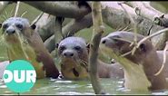 The Enchanting Life Of The Giant Otter | Our World