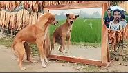 Funny Dog Mirror Prank | Hilarious Reaction | Dog Vs Mirror Fight