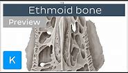 Ethmoid bone: markings and articulations (preview) - Human Anatomy | Kenhub