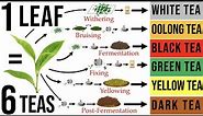 Tea Processing Explained in Full: How Raw Tea Leaves are Transformed into the 6 Major Tea Types