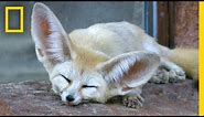 Fennec Foxes: Why Are Their Ears So Big? | National Geographic