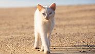 8 White Cat Breeds & White Cat Names