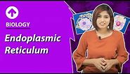 Endoplasmic Reticulum | Cell-Structure & Function | Biology | Class 9