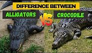 A Newly Discovered Difference Between Alligators and Crocodile - Comparison and Similarity