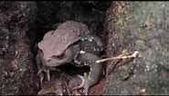 Giant Japanese Forest Toad - Species Bufo japonicus