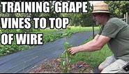 Training grape vines up to top wire