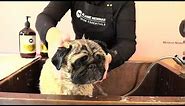 How to groom your Pug.