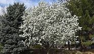 Spring Snow Crabapple - Plant Guide
