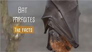 Bat parasites: The facts