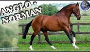TOP Beautiful Anglo-Norman Horse in the World!