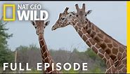 Baby Giraffes at the Zoo (Full Episode) | Secrets of the Zoo