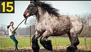 15 RARE And Beautiful Horse Breeds