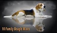 10 Beagle Mixes Your Family Can't Wait to Have