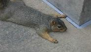 FUNNY SQUIRREL PLAYING DEAD