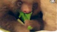 Cute Sloth Videos