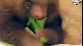 Cute Sloth Videos