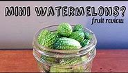 Cucamelon Review + Pickle recipe (mouse melon) - Weird Fruit Explorer Ep 231