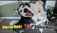 Siberian Husky vs Alaskan Husky - WATCH BEFORE YOU CHOOSE!