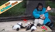 5 Panda Cubs Receiving Love From Keeper | iPanda
