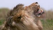 Lioness Takedown | Best of Wild