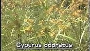 How to identify Flat sedge Cyperus odoratus