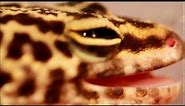 Reptile - Leopard Gecko Fang like teeth - Macro Lens - Close up Animals