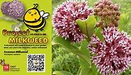 'Project Milkweed': TDOT offering free native Milkweed seeds to support pollinator populations
