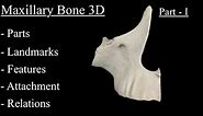 Maxillary Bone 3D Anatomy Part 1, Osteology, Parts, Landmarks & Features | Maxilla Bone Anatomy 3D