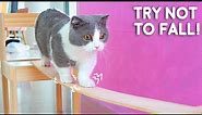 Cats Try Not To Fall Off Compilation