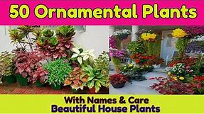 50 Best ornamental plants for your garden/ Common House plant's with names & Prices