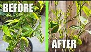 Save a CITRUS TREE from DYING from LEAF MINERS and other pests with this ORGANIC SOLUTION