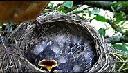 American Robin's nest (AKA Robin Red Breast), eggs, and babies