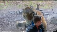 Video: Tiger charges at little boy at Dublin Zoo