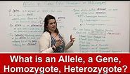 Alleles vs. Genes (What is an allele? Plus HOMOZYGOTE vs. HETEROZYGOTE)