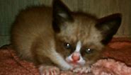 Grumpy Cat as a Kitten!