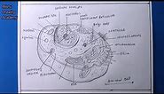 How TO Draw animal cell easy/animal cell drawing