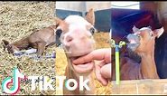 Adorable and Funny Baby Horses! 🥰 funny and cute foals tik tok compilation | Tik Tok Animals
