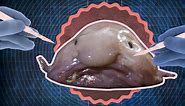 What's inside the 'world's ugliest animal,' the blobfish