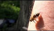 Would You Help A Bee Survive After It Stung You? | Outrageous Acts of Science