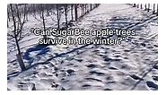 How do SugarBee® trees stay healthy in the winter? 4th generation grower Kaitlyn Thornton breaks it down. 🐝 ❄️ | SugarBee Apple