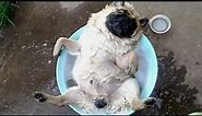 FORGET CATS! Funny PUGS are here to MAKE YOU LAUGH! - Funny DOG compilation