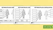 Human Muscles KS2 Labelling Activity