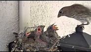Backyard Bird Watching: House Finch Nest 5 Weeks Complete Documentary