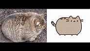Fat Cats - Cute & Funny Cat Videos Compilation