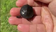 Baby Painted Turtle!